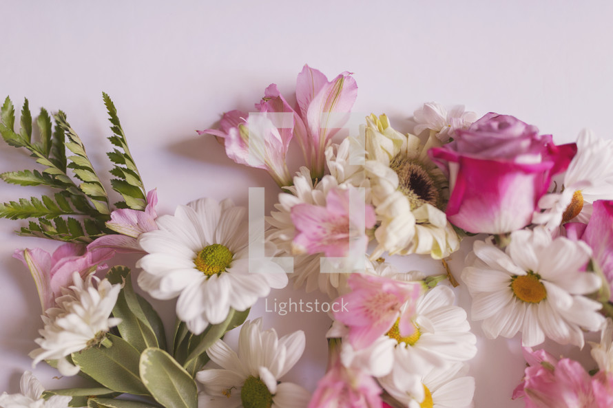 flowers on a white background