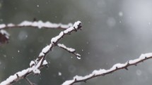 Close up shot of snow falling on tree branches in a forest