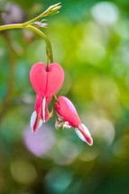 pink heart shaped flower 
