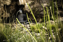vegetation on the bank of a stream in front of a waterfall