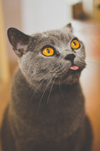 cat sticking out his tongue 