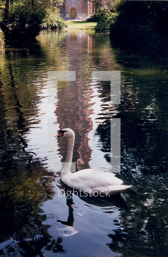 A graceful Swan swimming in a reflecting pond glides through the waters effortlessly in peaceful surroundings. 
