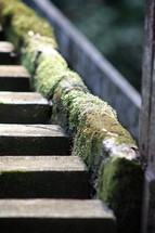 moss growing up the side of stone stairs 