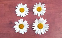 daisies on a wood table 