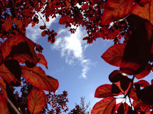 red leaves and blue sky