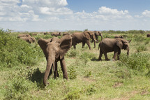 Elephant herd in a field.