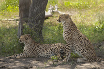 resting cheetahs 