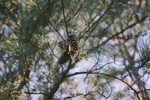 Pine cones in a tree. 