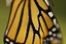 wing of a monarch butterfly