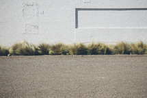 ornamental grass against a white wall and pavement 