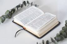 eucalyptus leaves and opened Bible 