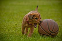 puppy playing with a basketball 