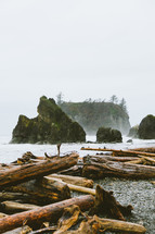 trees and driftwood washed up on a shore 