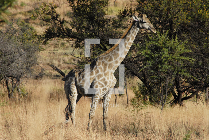 Giraffe in savanna grass