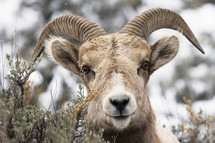 Bighorn sheep looking over bushes in the snow.