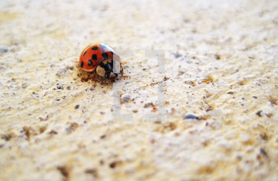 closeup of ladybug on a sidewalk