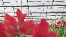 Amaryllis plants inside a large nethouse