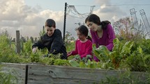 Children in an organic vegetable farm weeding and watering plants and vegetables