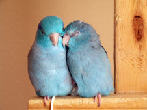 Two Pacific Blue Parrotlet Birds snuggling and sleeping in the warm glow of the afternoon sun. There is comfort in having a companion and someone to keep you safe and watch over you and that is just what Birds do. They keep each other company, eat together, play together and fellowshipping with their human counterparts as a family that belongs together and stays together.  Birds I have found get lonely and frightened and alone just like people do so the comfort of a loved one is always a blessing and the way that God designed nature so that none of us are ever alone or lonely but have the love, companionship and presence of loved ones who care. 