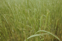 tall grass with seeds
