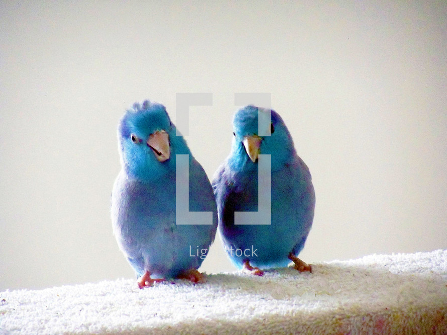 A couple of Blue Pacific Parrotlet Birds enjoying some friendship and companionship together against a white background. 