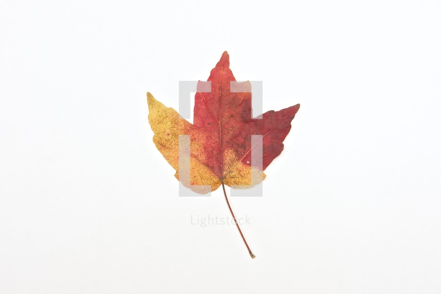 mixed colors on a maple leaf