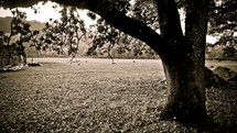 live oak tree in front of a pasture and barn
