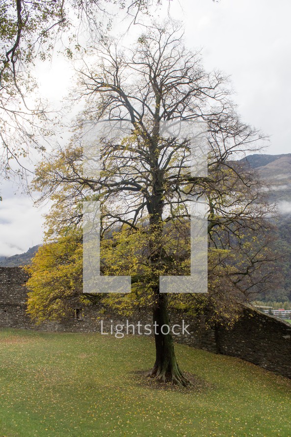 tree and stone wall 