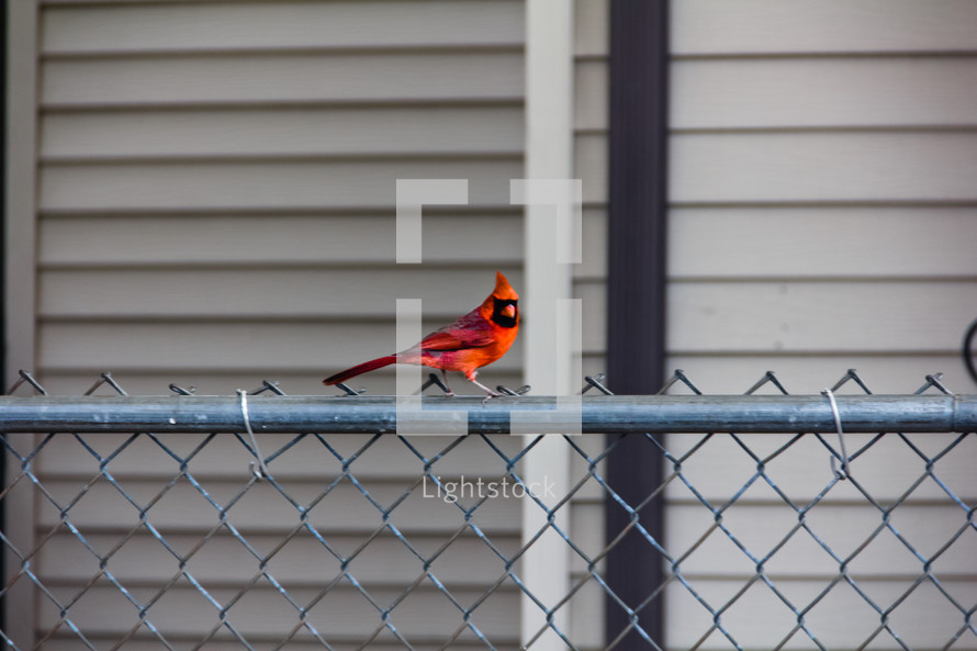 red cardinal on a chain link fence 