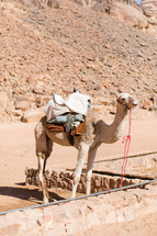 camel in the desert 