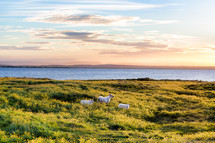 long horned sheep on a shore 