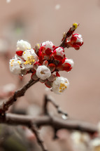 Close up of blooming branches in spring. Colorful, blurred background.
