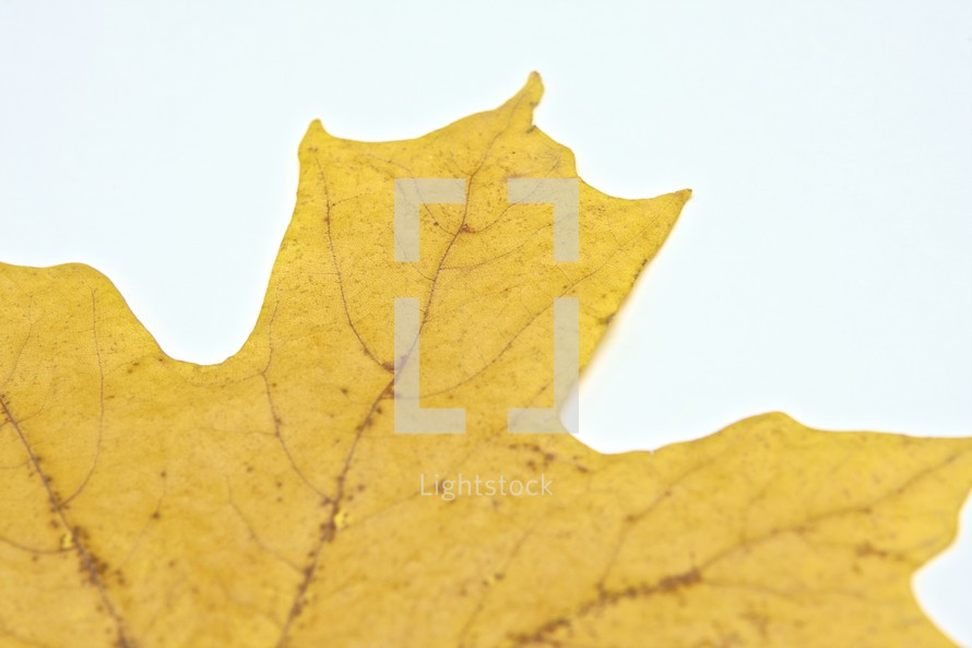 Yellow Fall leaf
