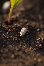 seed in the soil