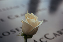 a rose at the 9/11 memorial 