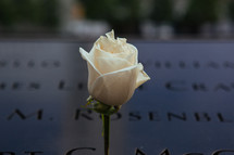 a rose on the 9/11 memorial 