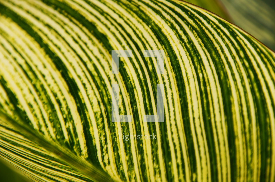 Broad green striped leaf background 