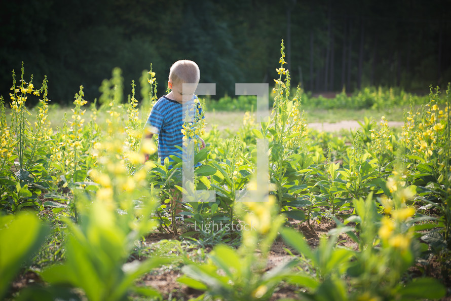 toddler boy, standing in a garden 