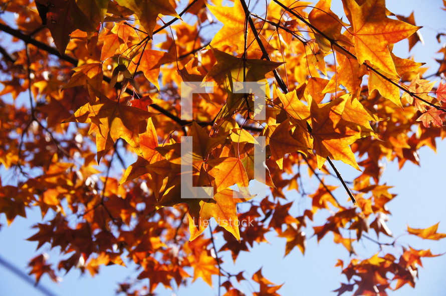 orange and yellow autumn  maple leaves on a tree. Fall.