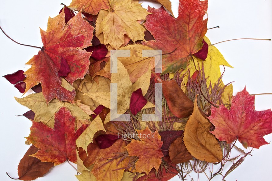 pile of fall leaves