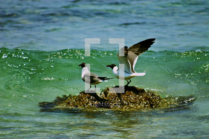 Seagulls on beach water rock 