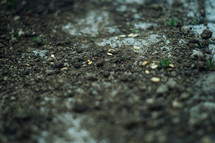 seeds on soil 