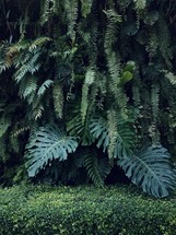 Large plants and ferns 