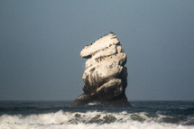 birds on a rock in the ocean 