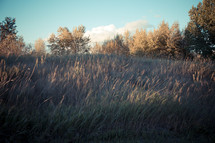 Grassy field by the reservoir.