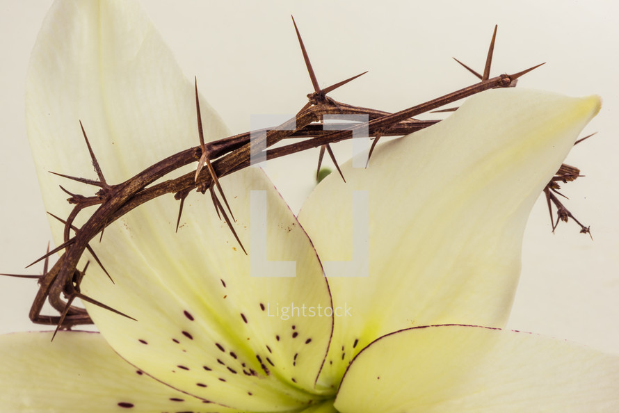 crown of thorns on an Easter lily 