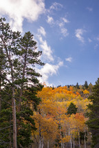 Fall aspens in colorado.