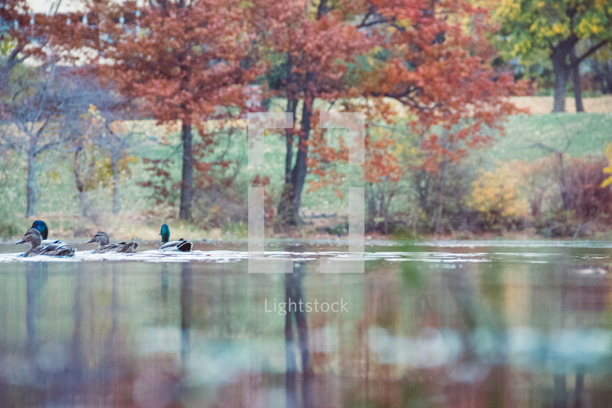 ducks on a fall lake 