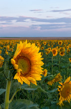 a single sunflower stands out in the field of flowers
