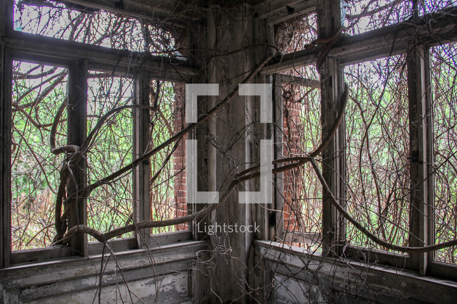 vines on windows in an abandoned building 